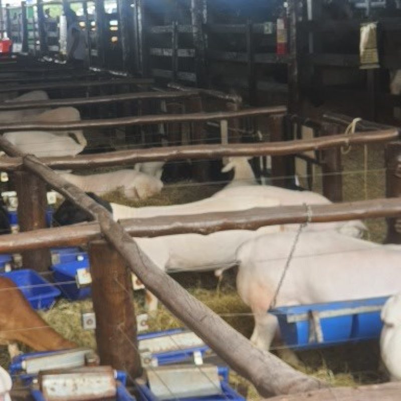 18ª CooperShow – 2025