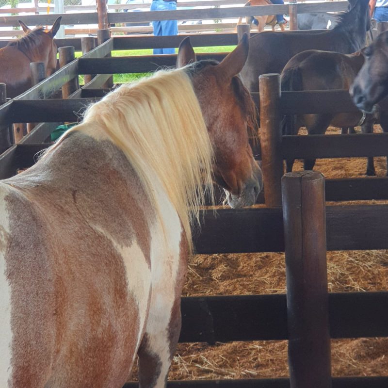 18ª CooperShow – 2025