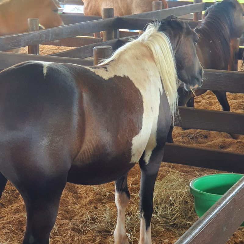 18ª CooperShow – 2025